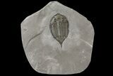 Dalmanites Trilobite Fossil - New York #163589-3